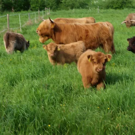 Suopirtti * Konnevesi