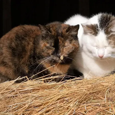 Suopirtti Vakantieboerderij Konnevesi