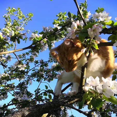 Suopirtti Lantgård Konnevesi