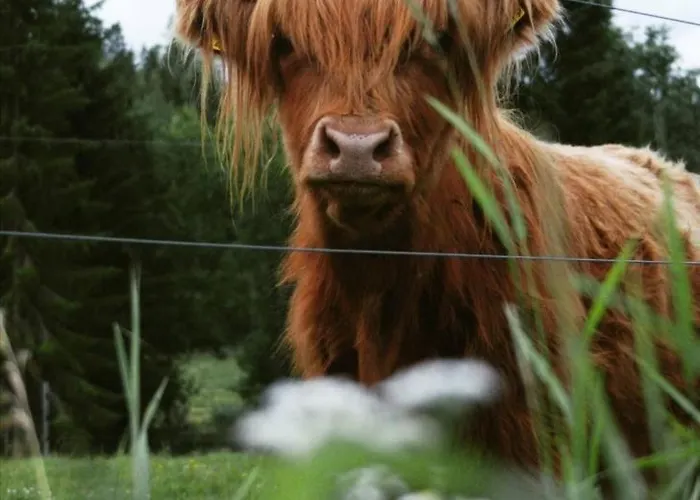 مزرعة للإقامة Suopirtti Konnevesi