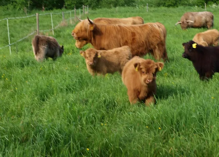 Suopirtti * Konnevesi