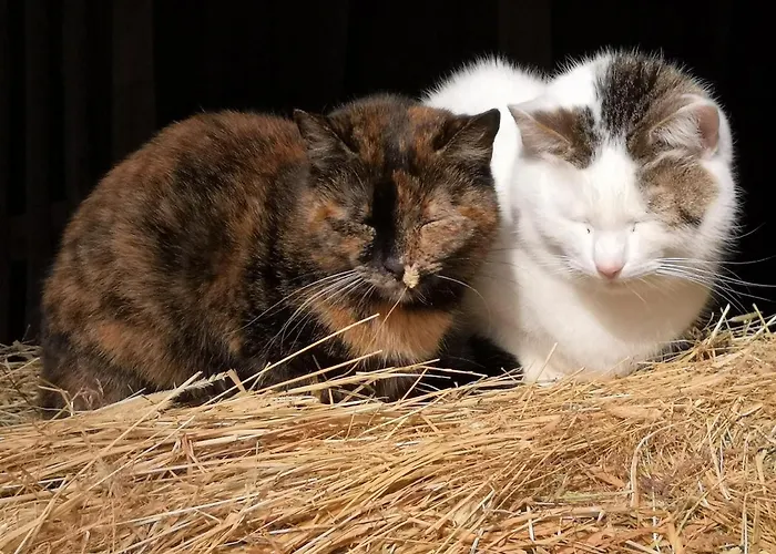 Suopirtti مزرعة للإقامة Konnevesi