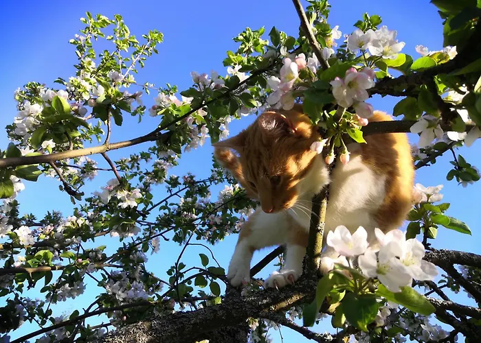 Suopirtti مزرعة للإقامة Konnevesi